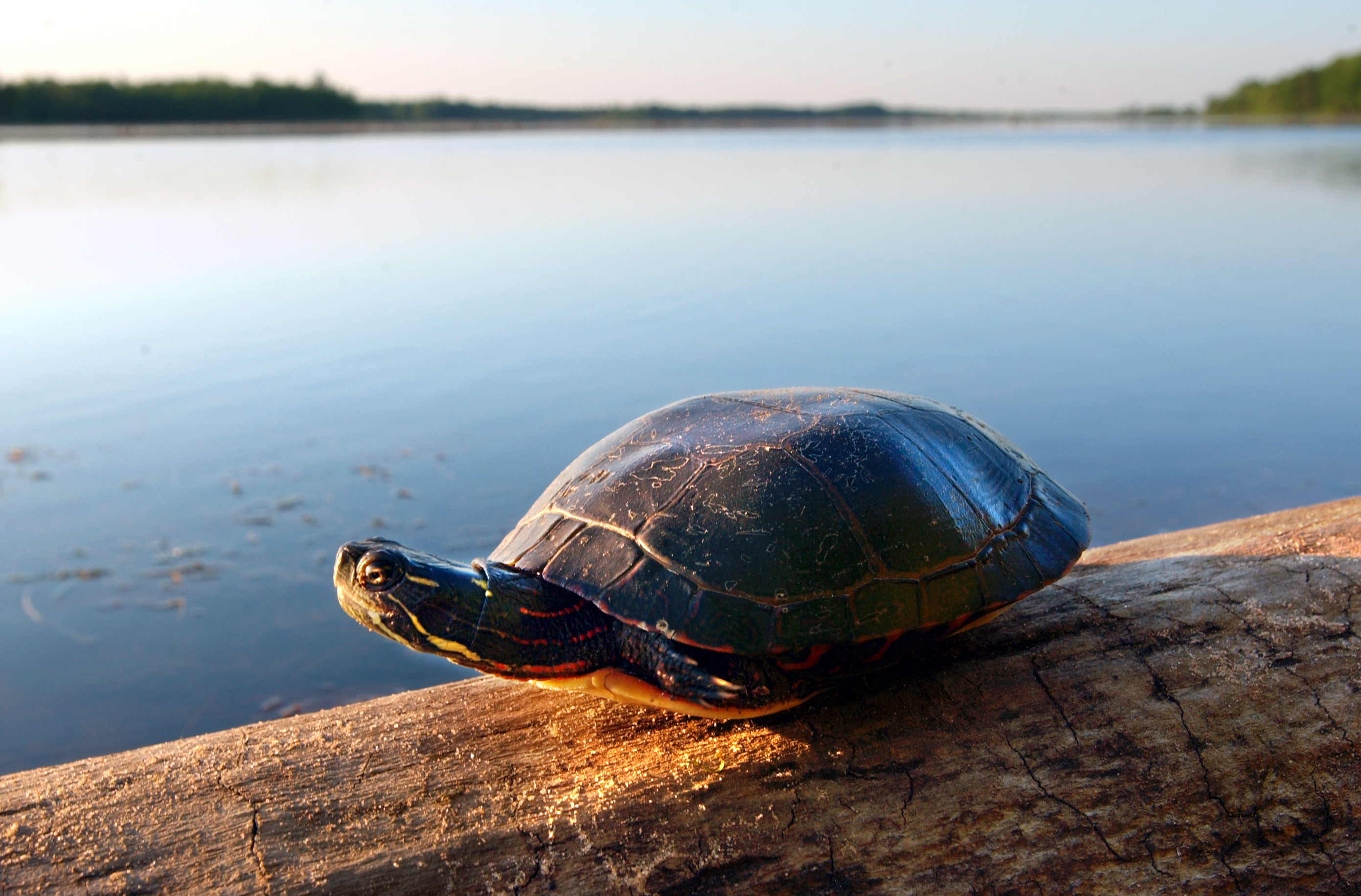 Sea Grant Turtle